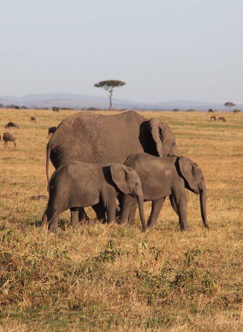 Karibu Kenya Private Safari Tours
