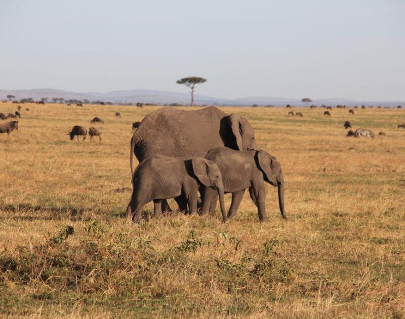 Karibu Kenya Private Safari Tours