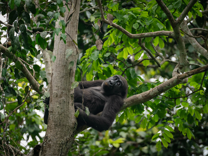 Gorilla Trekking Holiday