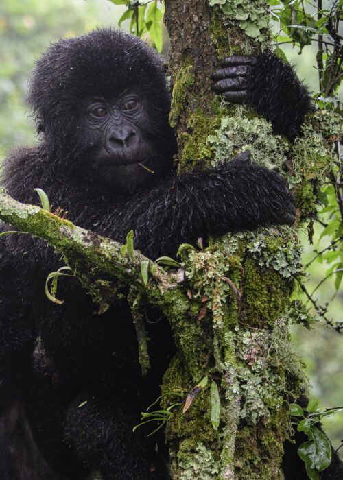 Rwanda National Parks