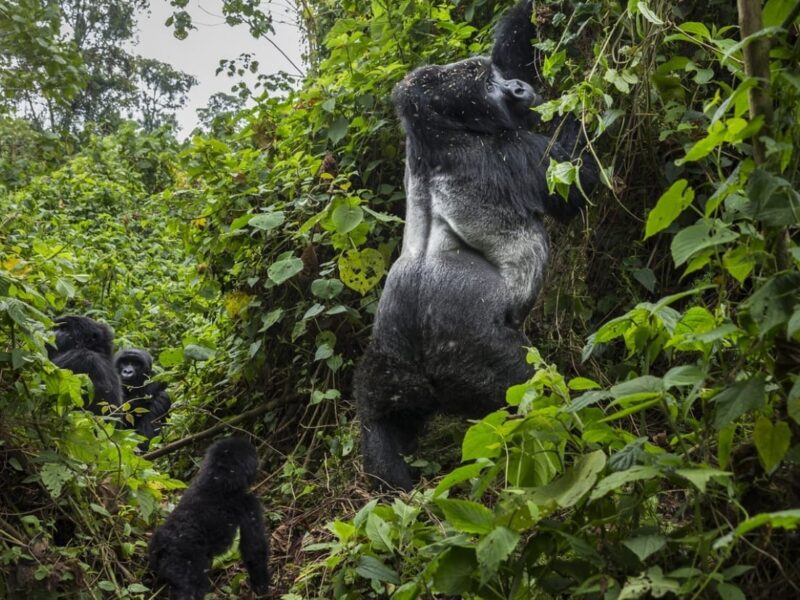 Rwanda Gorilla Trekking Safaris Tour
