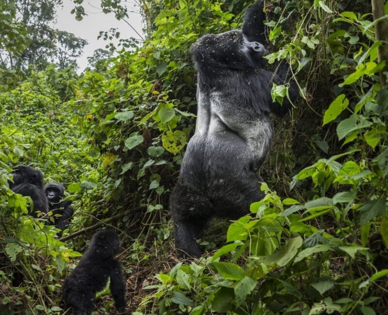 Rwanda Gorilla Trekking Safaris Tour