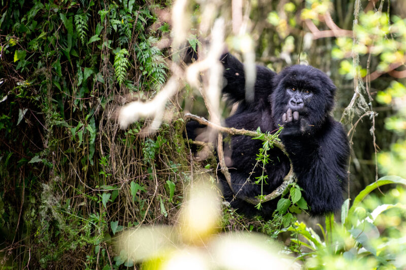 Ultimate Rwanda Uganda Safari