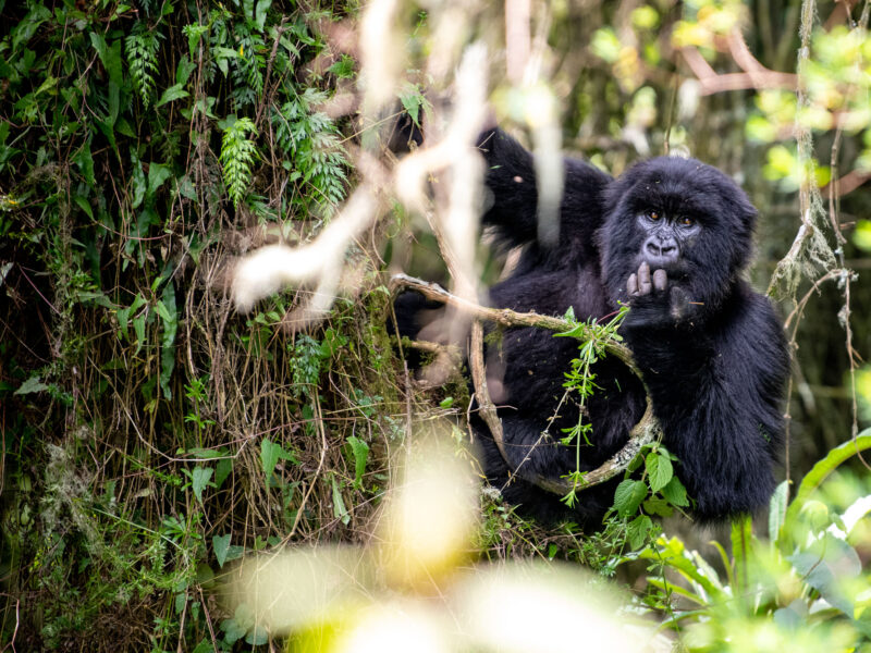 Ultimate Rwanda Uganda Safari