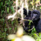 Ultimate Rwanda Uganda Safari