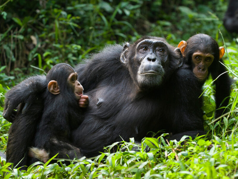 Chimpanzees Tracking Safari