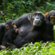 Chimpanzees Tracking Safari