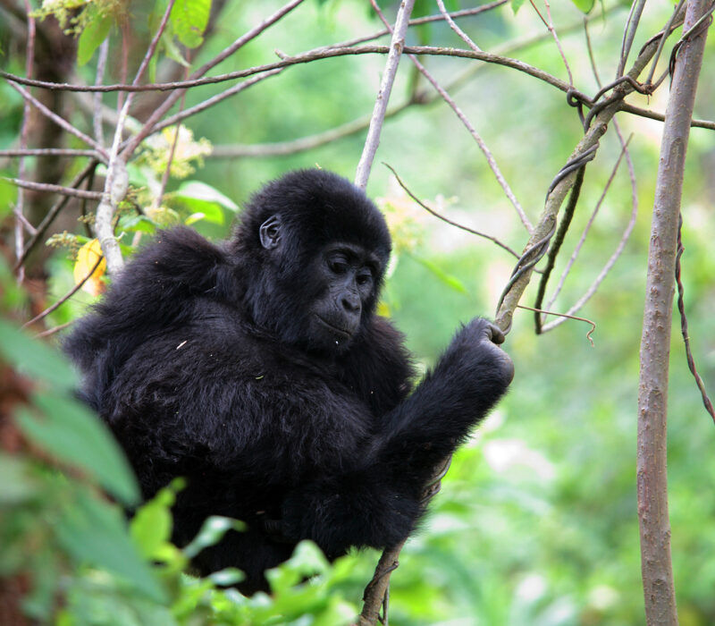 Uganda Gorilla Private Safari