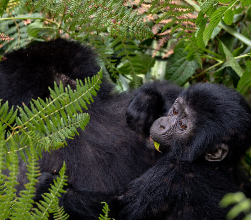Rwanda Uganda Vacation Safari