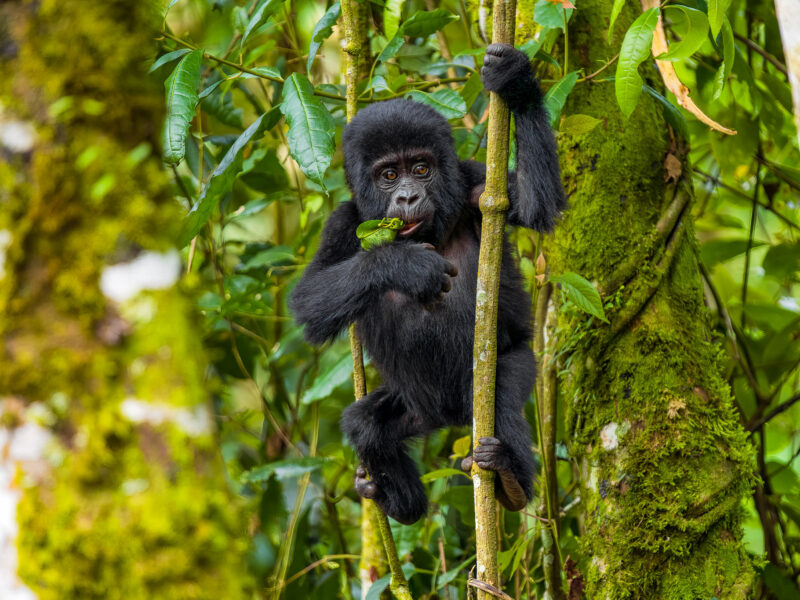 Gorilla Trekking Safaris