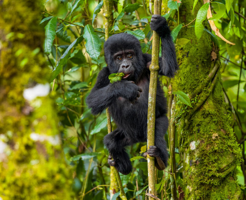 Gorilla Trekking Safaris