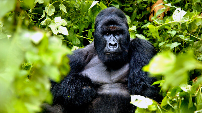 Uganda Wildlife Gorilla Trekking Luxury Tour