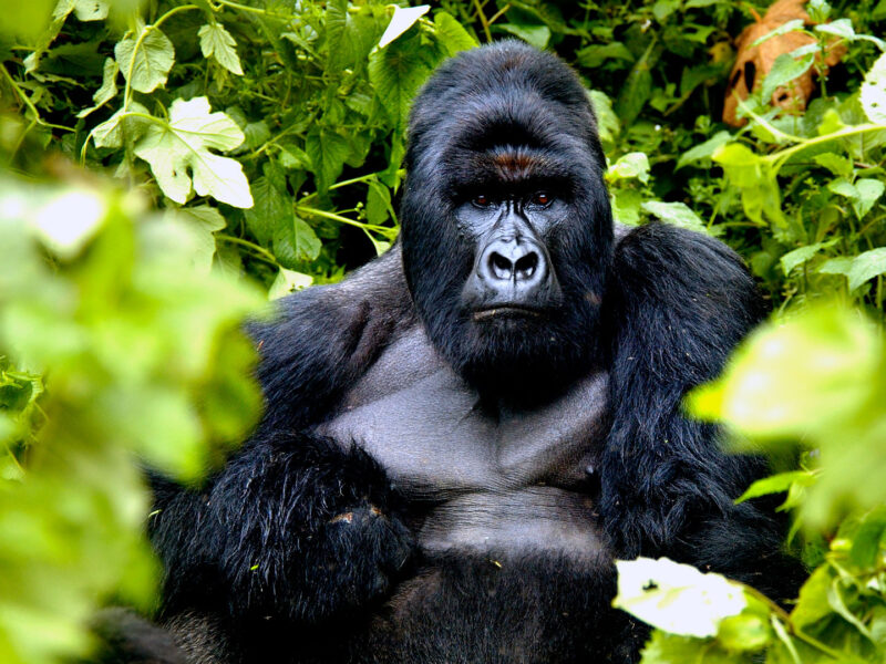 Uganda Wildlife Gorilla Trekking Luxury Tour