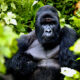 Uganda Wildlife Gorilla Trekking Luxury Tour