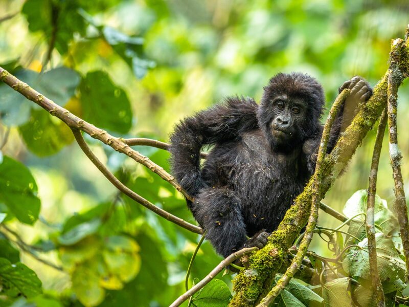Mgahinga Gorilla Uganda Safari