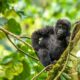 Mgahinga Gorilla Uganda Safari