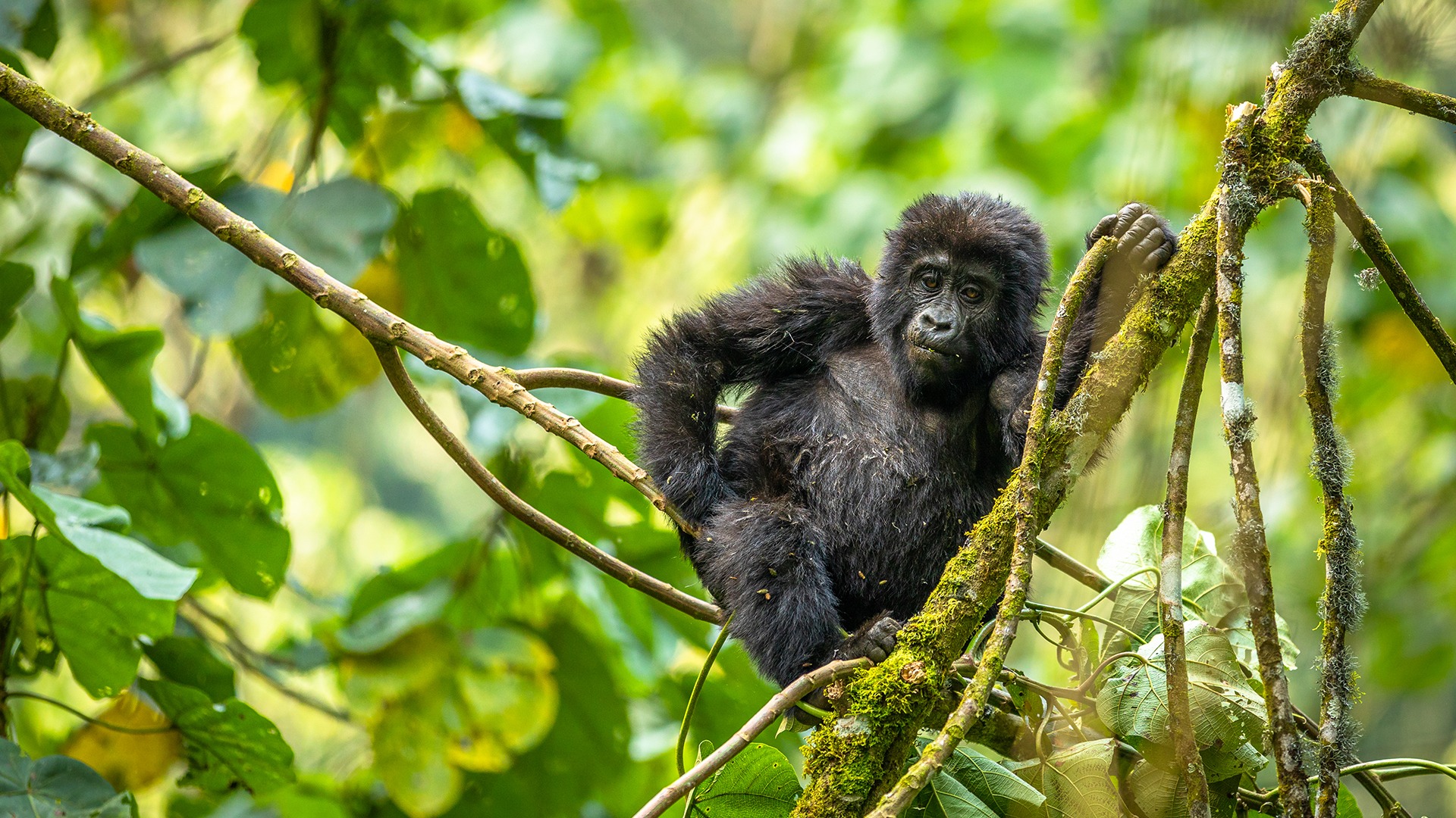 About Mountain Gorillas in Uganda and Rwanda