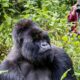 Gorilla Habituation Tour Experience