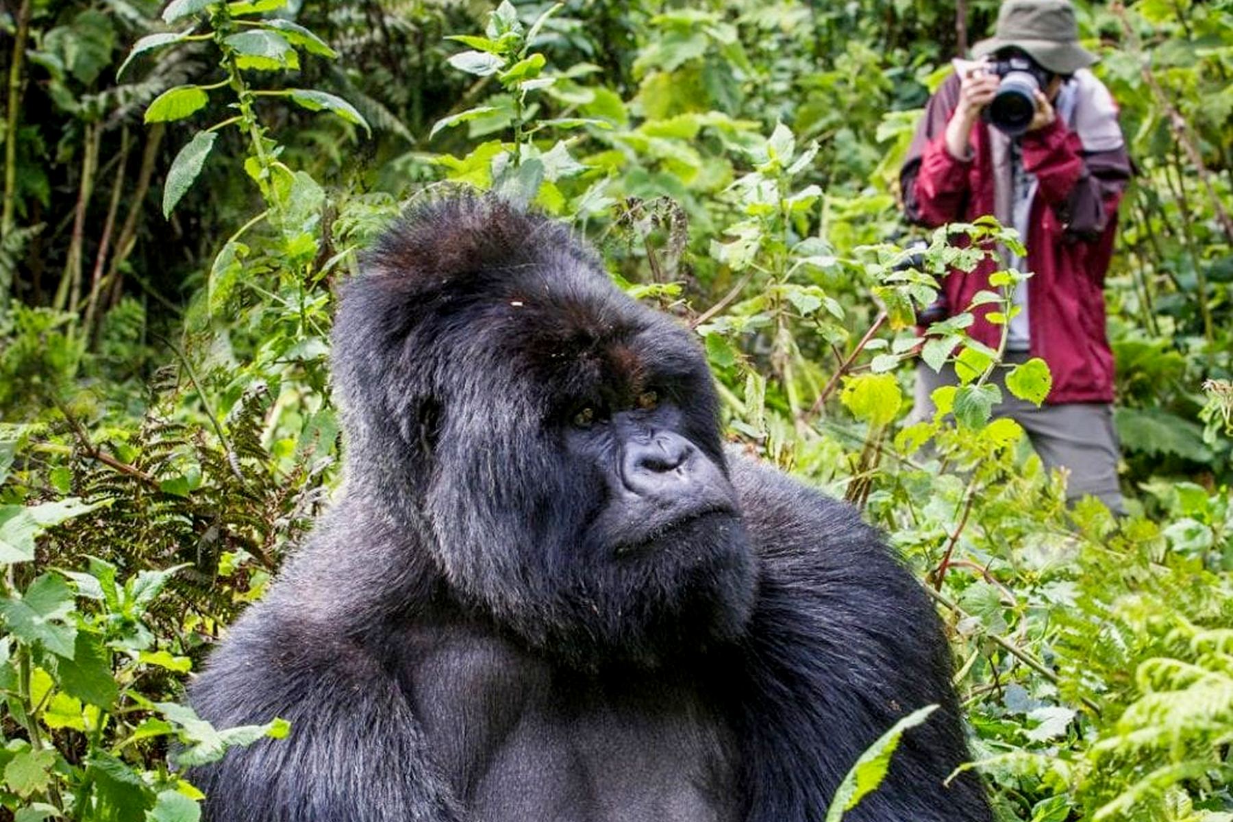 About Mountain Gorillas in Uganda and Rwanda