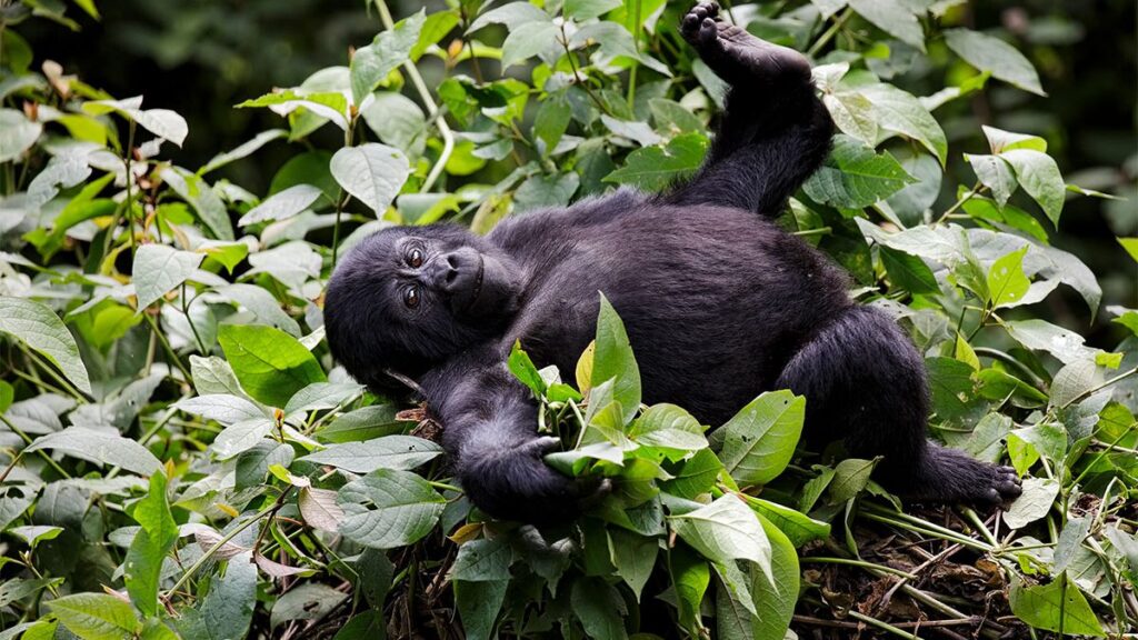 About Mountain Gorillas in Uganda and Rwanda