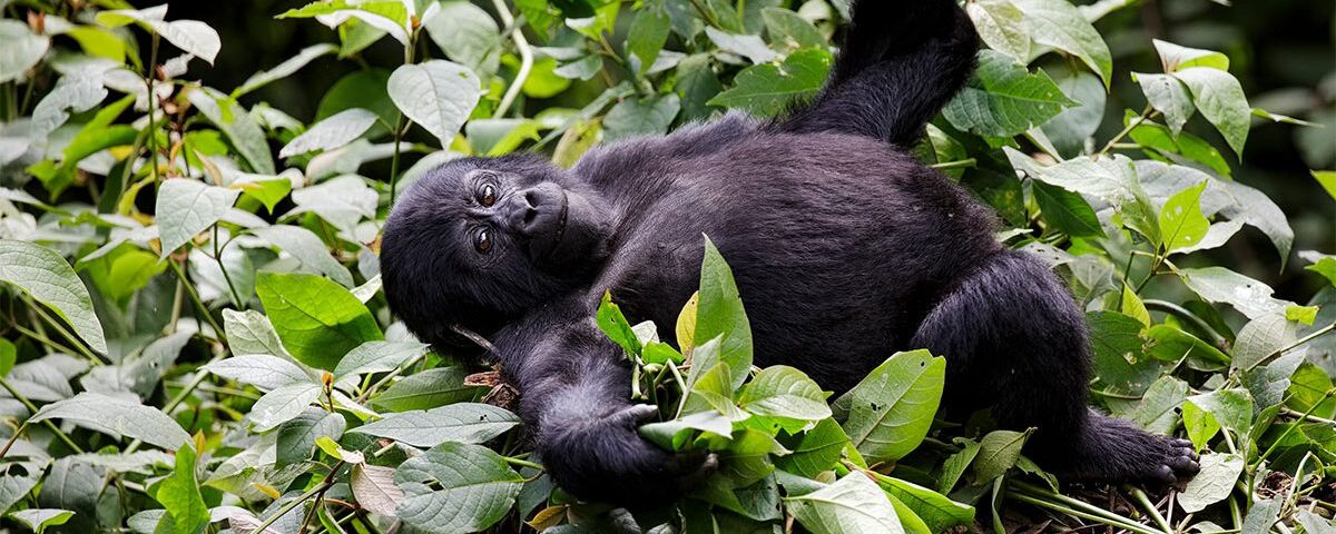 About Mountain Gorillas in Uganda and Rwanda