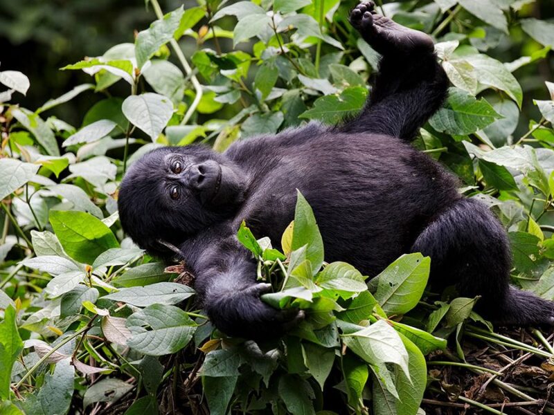 Uganda Gorilla Chimpanzee Wildlife Luxury Tour