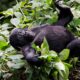 About Mountain Gorillas in Uganda and Rwanda