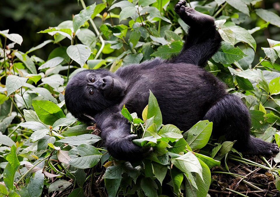 About Mountain Gorillas in Uganda and Rwanda