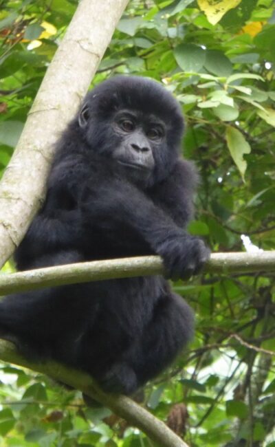 Uganda Gorilla Tour Holiday