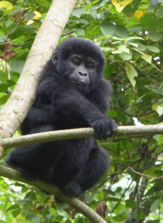 Uganda Gorilla Tours Holiday