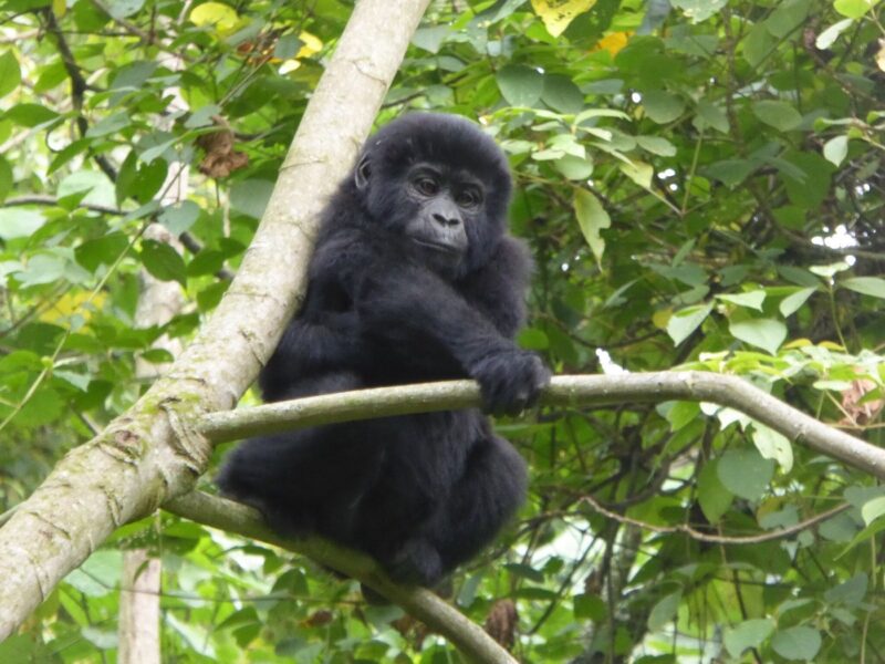 Uganda Gorilla Tour Holiday