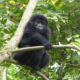 Uganda Gorilla Tours Holiday