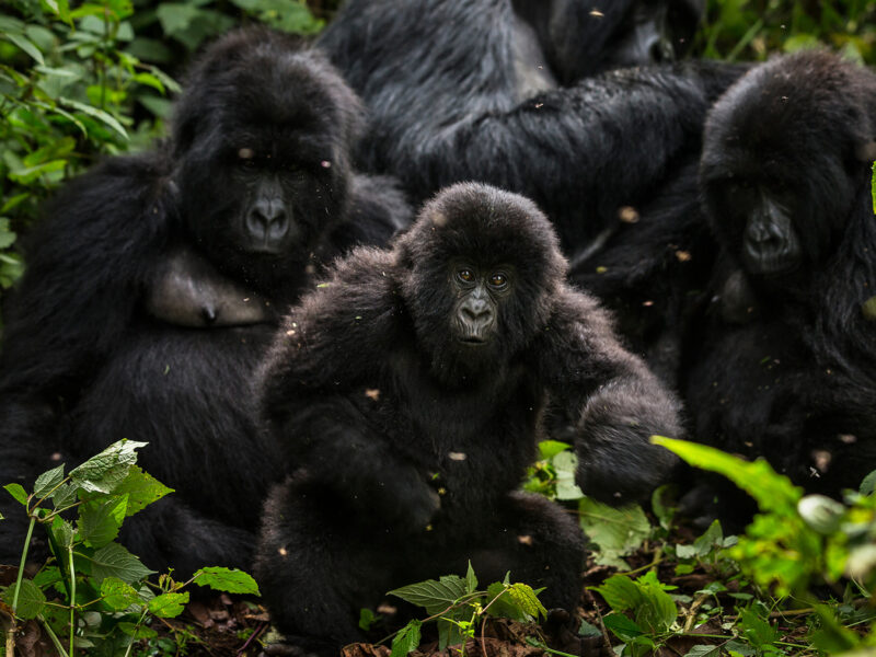 Exploring Uganda Luxury Tour