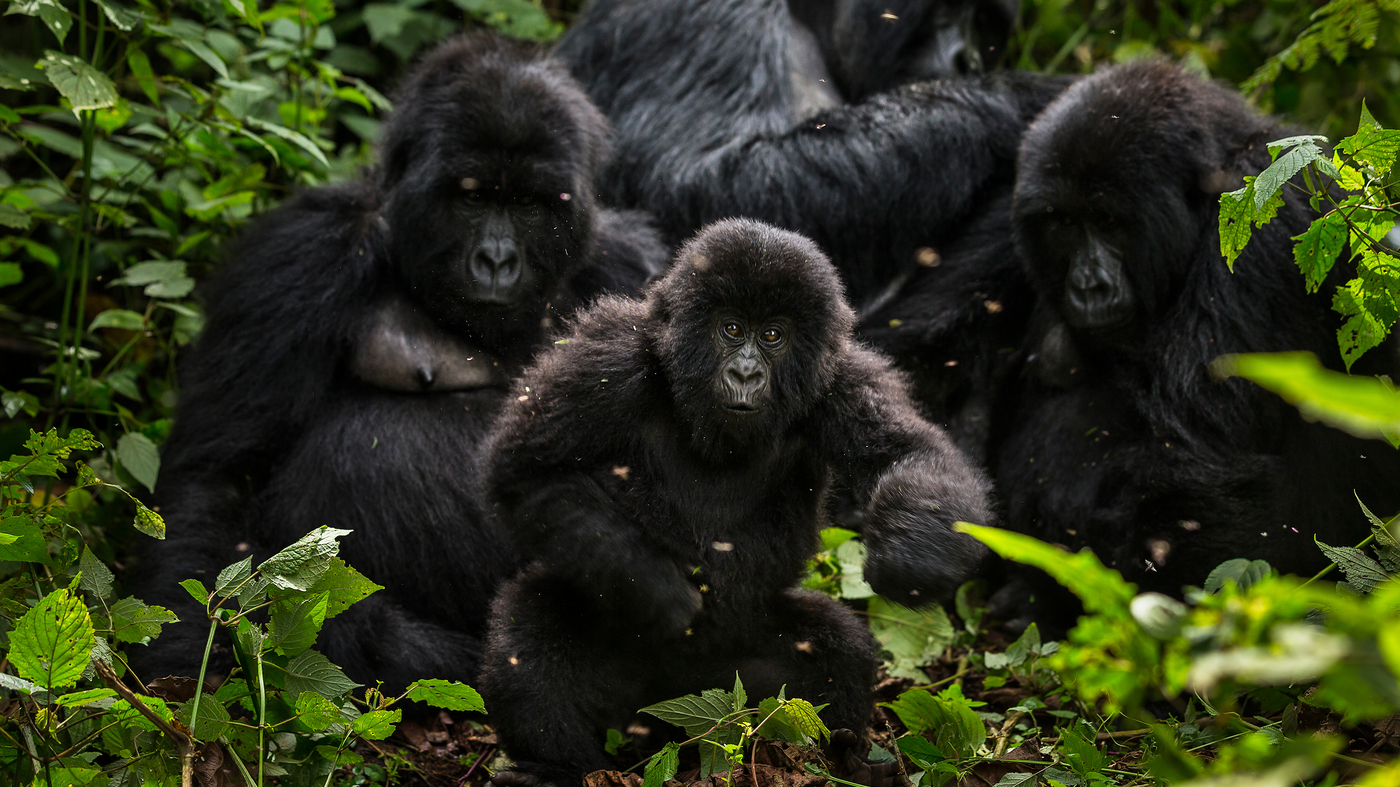 Uganda Gorilla Wildlife Tour Holiday 