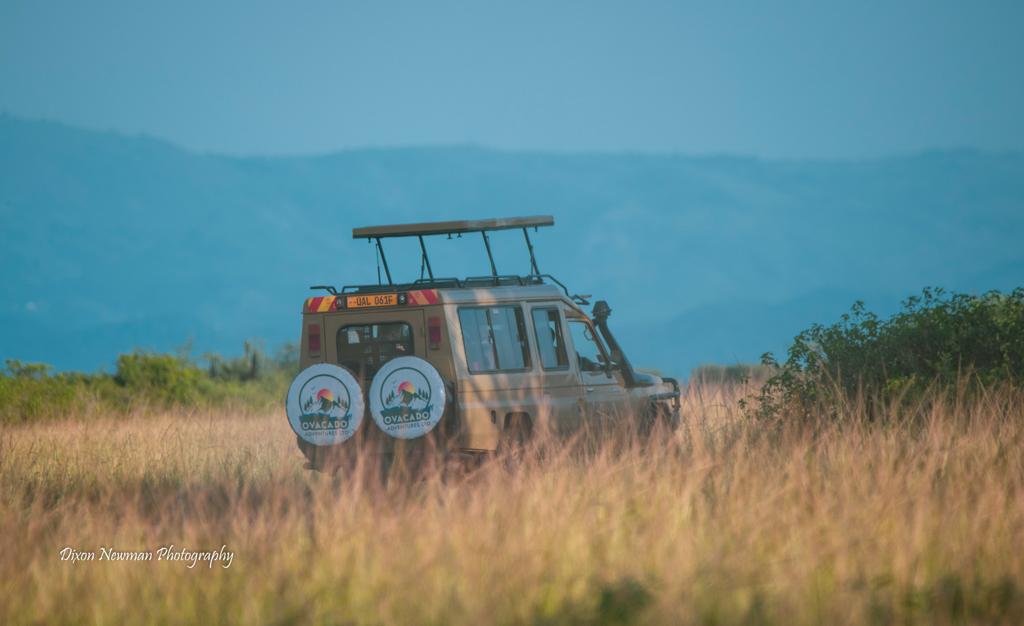 Birding Safaris in Uganda