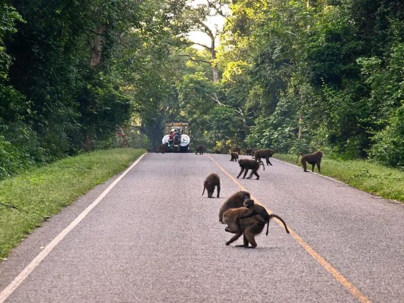 Uganda Safaris