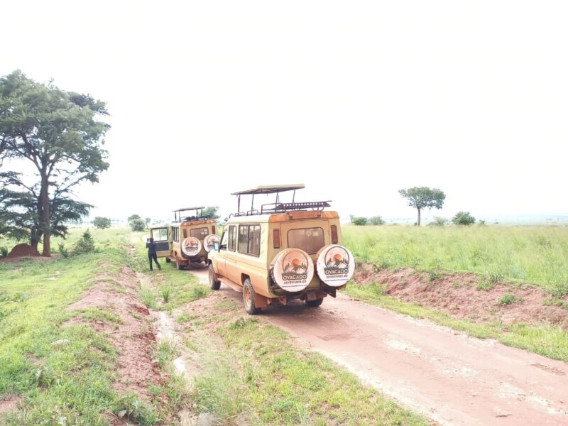 Uganda Wildlife Holiday Tour