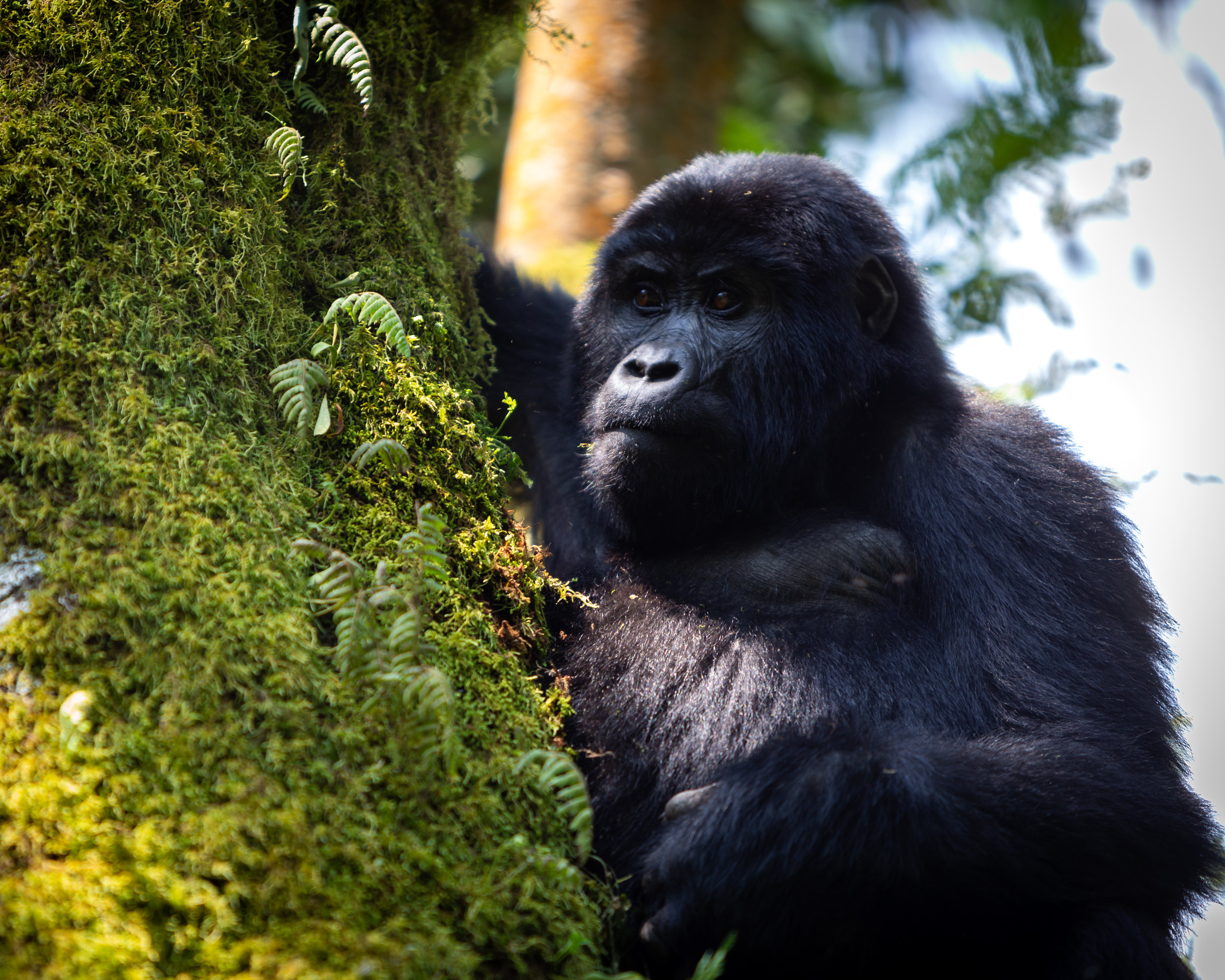 Uganda Gorilla Wildlife Tour Holiday 