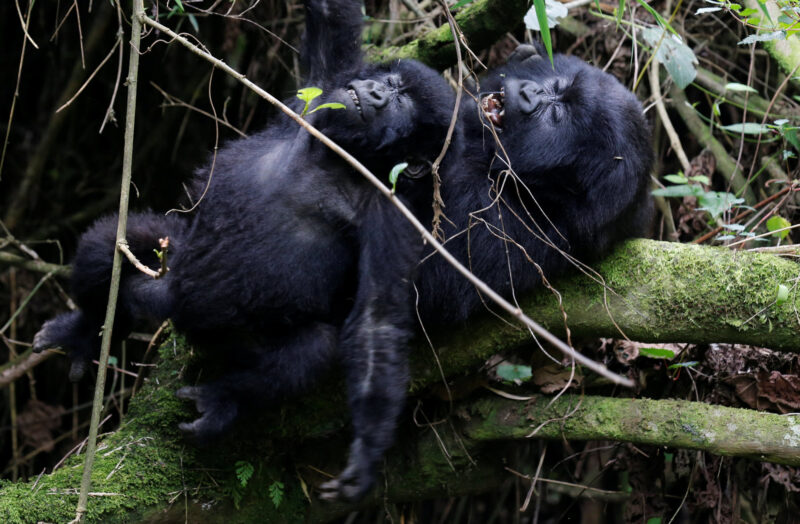 Uganda Gorilla Trek