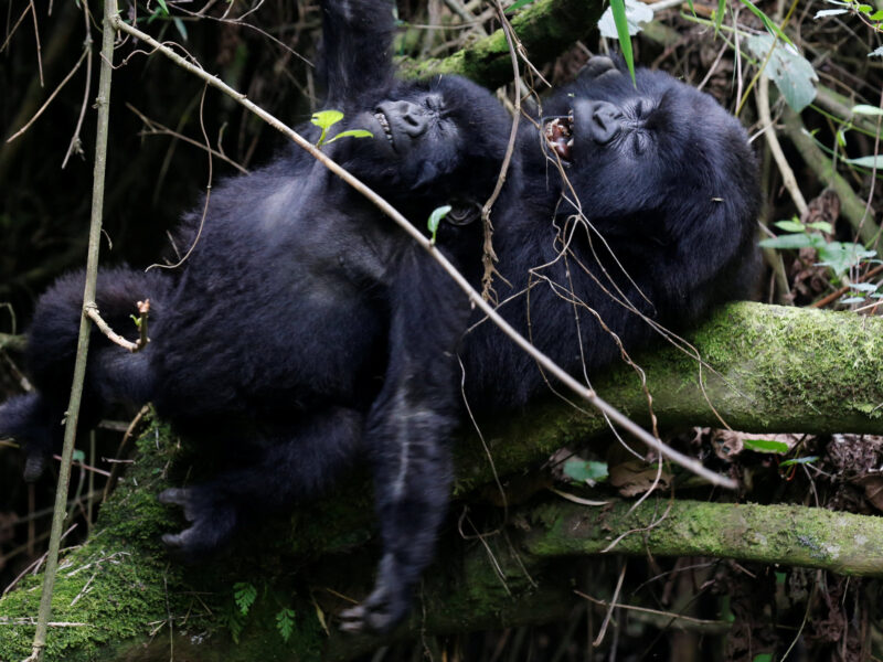 Uganda Gorilla Trek