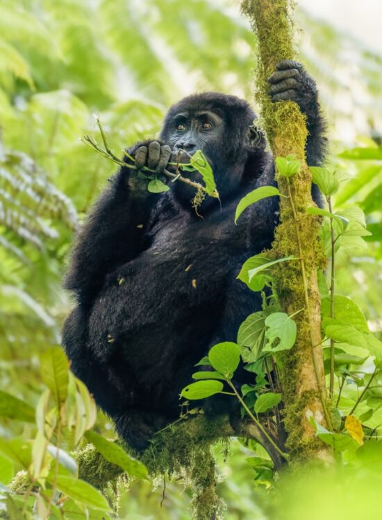 Affordable Safari Gorilla and Primate Track Uganda