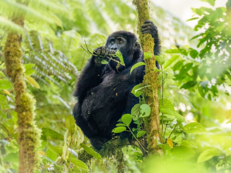 Affordable Safari Gorilla and Primate Track Uganda