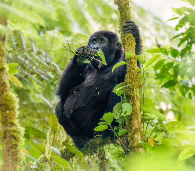 Affordable Safari Gorilla and Primate Track Uganda