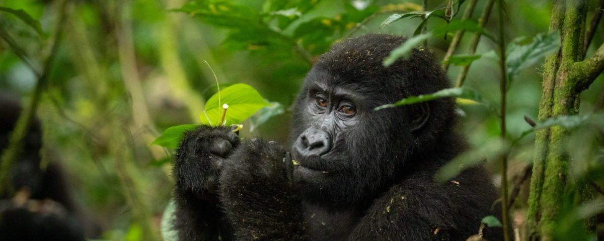 Gorilla Habituation Experience