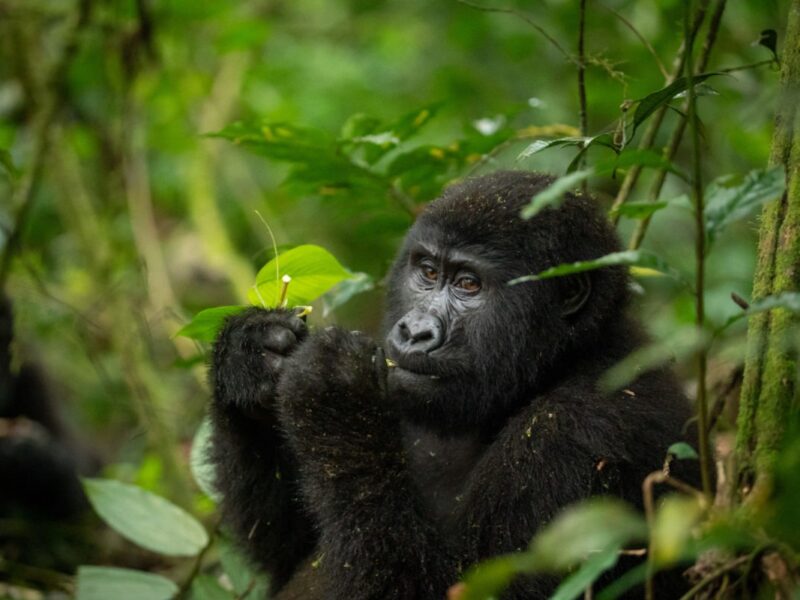 Gorilla Habituation Experience