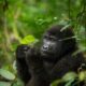 Gorilla Habituation Experience