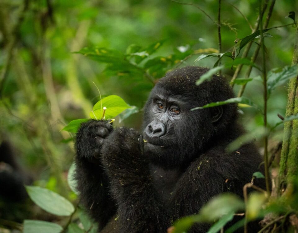 Gorilla Habituation Experience