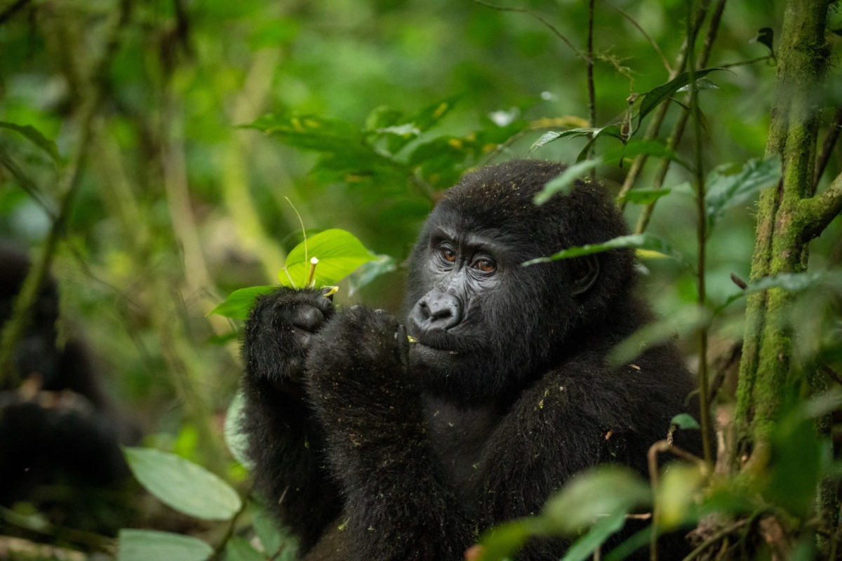 About Mountain Gorillas in Uganda and Rwanda