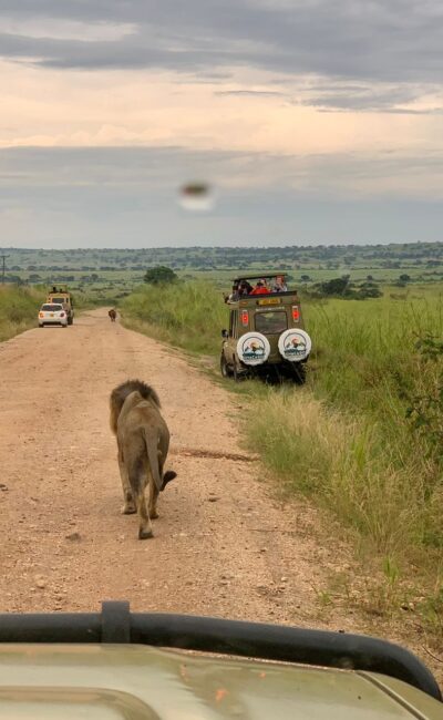 Uganda Wildlife Safaris