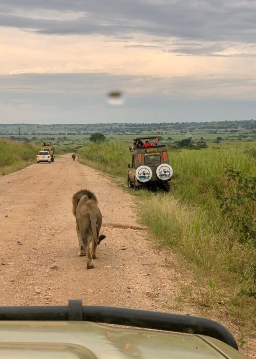 Uganda Wildlife Safaris